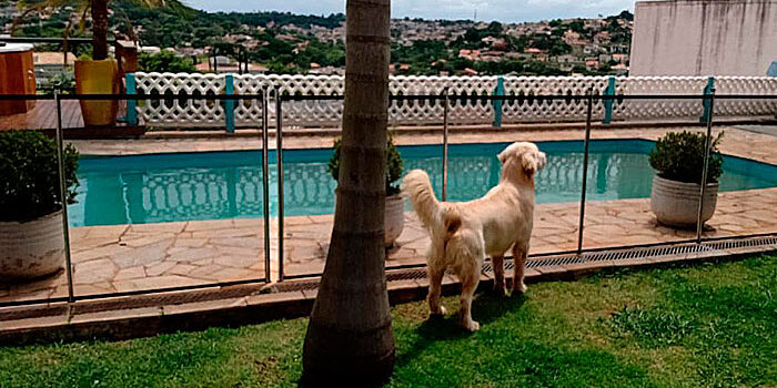 Cercas para proteção para cachorro