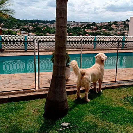 cerca de proteção para cachorro