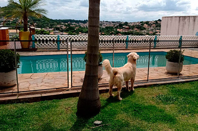 cerca de proteção para cachorro
