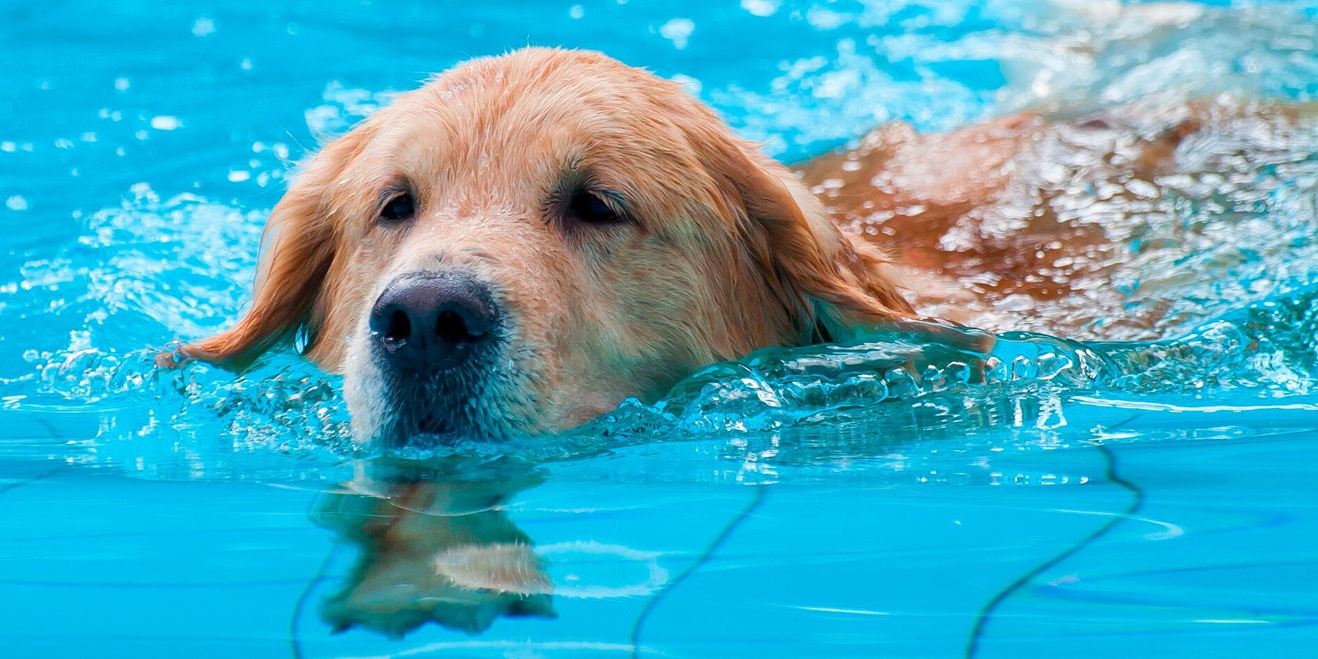 caes que não sabem nadar