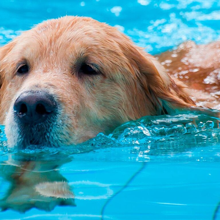 caes que não sabem nadar