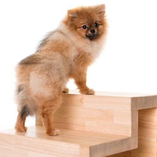 escada para cachorro