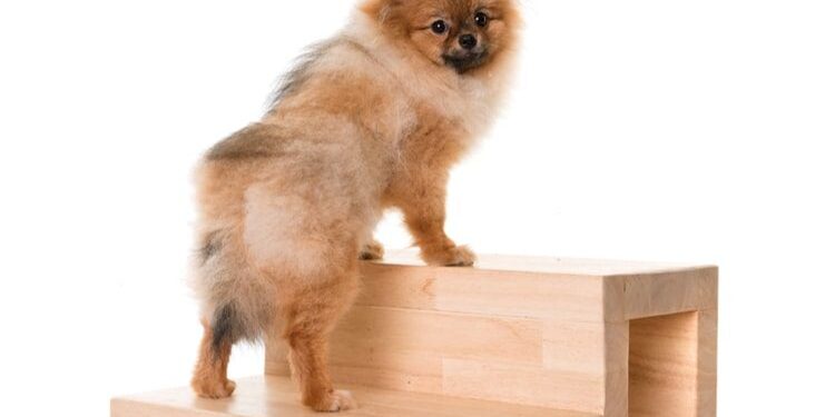 escada para cachorro