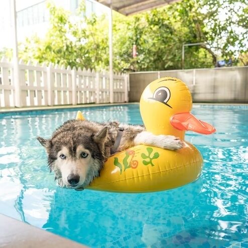 animais de estimação na piscina
