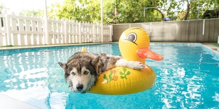 animais de estimação na piscina
