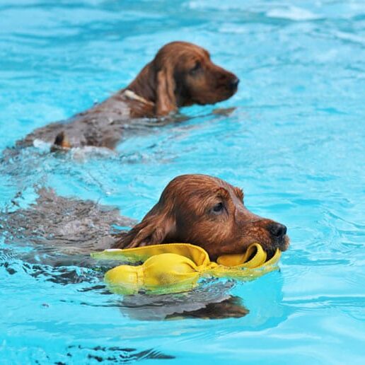 treinamento na piscina