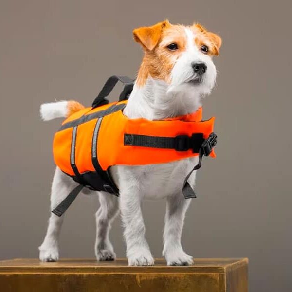 acessórios para pets na piscina