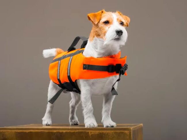 acessórios para pets na piscina