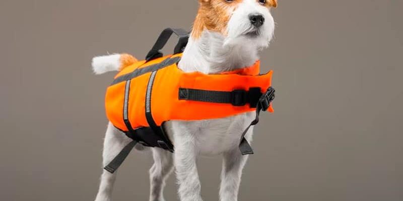 acessórios para pets na piscina