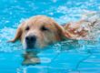 cães que nadam