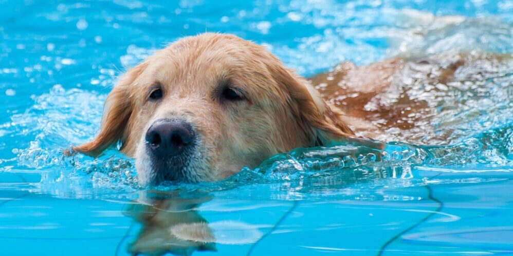 cães que nadam