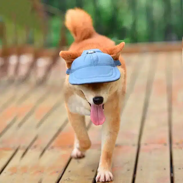 chapéu para cachorro