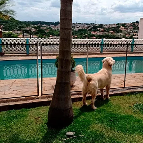 cerca de proteção para pet